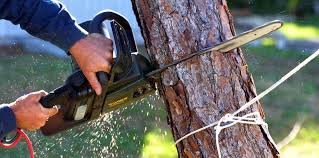 How Our Tree Care Process Works  in  Pendleton, IN